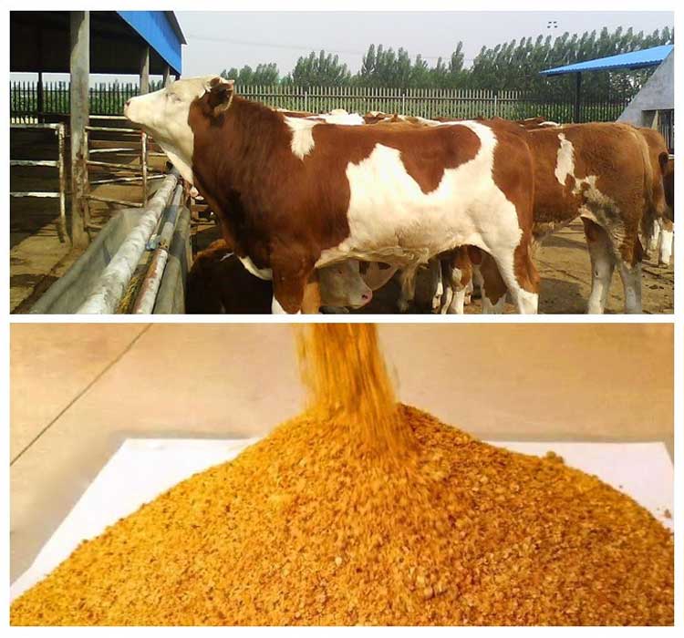 一體化玉米酒糟干燥機(jī)正在興起