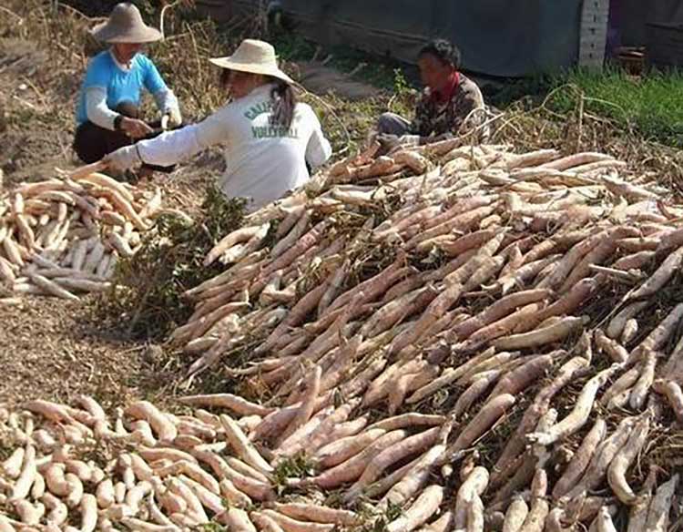 低溫大風(fēng)量？木薯渣干燥設(shè)備工藝再引關(guān)注